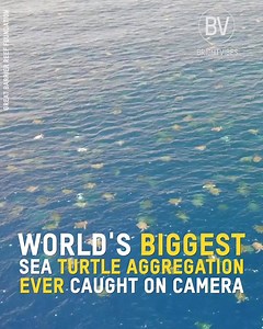 Mesmerising images of the world's biggest sea turtle aggragetion ever caught on camera 🐢❤️. We can and must take better care of our 🌍 | BrightVibes