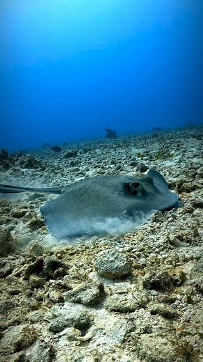 5.6K views · 178 reactions | Stingrays are fascinating creatures that...