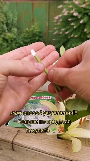 Укоренение и размножение гортензии: лучший метод без покупки саженцев