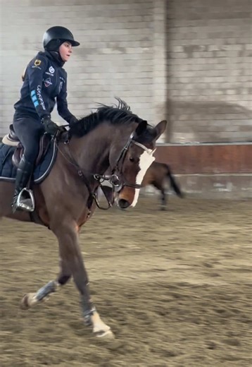 Horse Riding Lesson Insights for Beginners