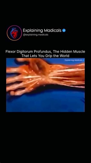 Medical | Health | Anatomy on Instagram: "The flexor digitorum profundus (FDP) is one of the most powerful and fascinating muscles in your forearm — and you use it every single time you pick something up. Although hidden deep beneath other forearm muscles, the FDP is the one responsible for bending the tips of your fingers. Whether you’re gripping a pen, holding a phone, typing, or clenching a fist, this muscle is doing the heavy lifting. It starts in the forearm, travels down through the wrist,