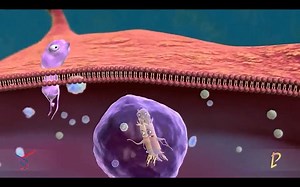 Immune Response, Toll Like Receptors (TLR) Pathway - IMGENEX