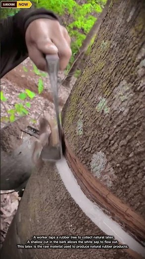Rubber Tree Tapping Process Collecting Natural Latex from Forest Trees