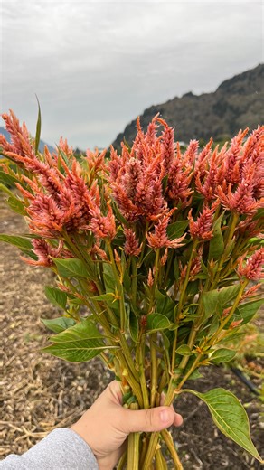 1.9K views · 174 reactions | Thx good lighting ‍♀️ | Local Harvest Flowers | Facebook