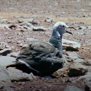 Do these gulls have it made in the shade? Not quite. They have to make their own ☀ | National Geographic Animals