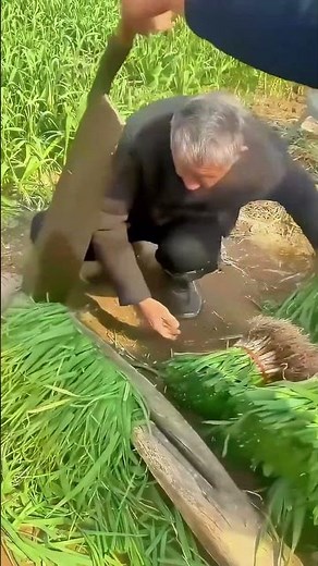 Harvesting Chives in the Field, Skillful & Soothing!