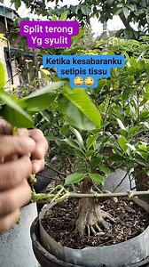 241 reactions · 87 comments | Ketika kesabaranku setipis tissu若若 #sancang #fyp | Karimun Java | Facebook