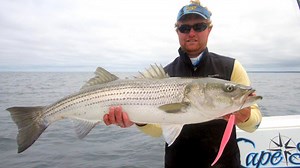 5K views · 138 reactions | Some of the best striper fishing on Cape Cod so far this season happened last week in Cape Cod Bay. We were on the scene with Capt. Cullen Lundholm of Cape Star Charters on Wednesday for the afternoon bite. | Salty Cape | Facebook