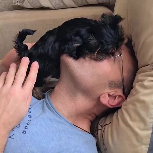 #yorkies #yorkiemix #partiyorkiesofinstagram #yorkiesforsale #yorkiepuppy #yorkielover #yorkielife #partiyorkie #yorkiegram #yorkielovers #yorkiesofinstagram #teacupyorkie #yorkiepoo #yorkiesofinstagram #yorkiemom #yorkiefamous #yorkieofficial #yorkienation #yorkieloversworldwide #teacupdogs #teacupyorkies #yorkieoftheday #yorkiepoodle #petshop #petshoponline #teacuppoodle #yorkiemix #canada #unitedkingdom #yorkiesforsale #poodlesoftiktok #foryou #pomeranian #maltese #doodle #yorkiesoftiktoks .