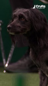 54K views · 1.6K reactions | Maggie absolutely smashes it - loud and proud!  #Crufts | Crufts | Facebook