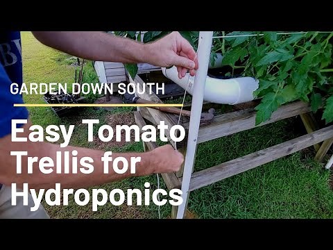 Easy Tomato Trellis for Hydroponics