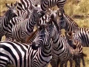 Predators׃ Fighting to Survive Wild nature National Geographic