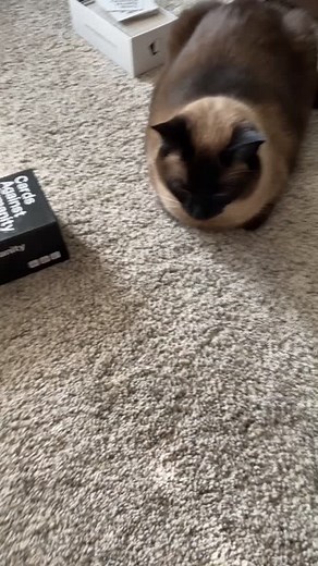 Understanding Cat Behavior: Insights and Tips