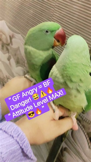 “When GF Is Angry… BF In Danger! 😂💘⚠️” payalyaduvanshivlogs | #shortsfeed