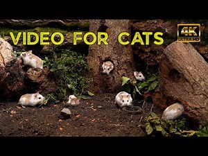 Cat TV for Cats to Watch 😺 Tiny Mice in Secret Log Village 🐭 4 Hour 4K Nature Video for Curious Cats