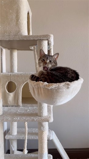 Noodle just needed a kiss❤️ #cat #shorts #youtubeshorts #trending #viral #viralvideo #fyp #pets