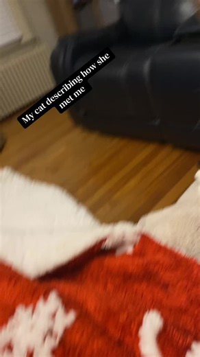 A completely true story as told by my Luci cat 🐈 🤣🤣🤣 #funnycat #trendingaudio #catsoftiktok #catmom