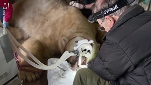 Polar bear visits the dentist with broken tooth