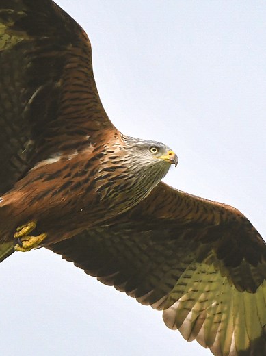 I am really impressed with this sigma lens because of its reach and how sharp it is ,the nikon d500 is incredible the auto focus is great and it's got enough megapixles for wildlife photography @SIGMA America @Nikon Europe #nature #photography #wildlife #bird #hawk