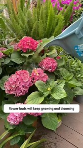 Special solution. | Ramos Mark