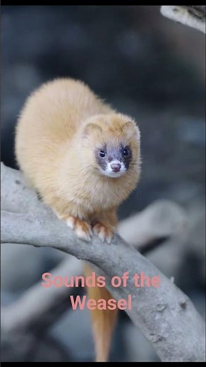 Curious sounds of the wild Weasel