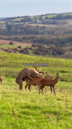 Forever Together: Celebrating Love with Animals