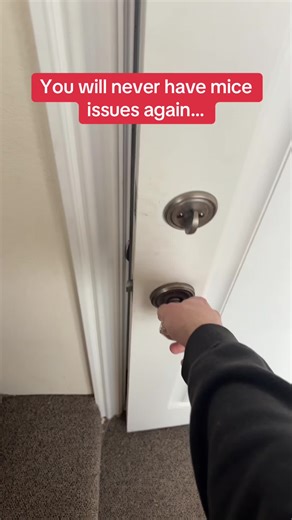 Eco-Friendly Mouse Repellent Solutions for Your Home