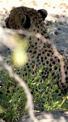 Cheetah at Etosha National Park in Namibia