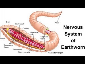 Part 5 || Nervous System of Earthworm || Detailed Study of Earthworm ||