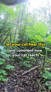 1.2K reactions · 43 shares | Let’s start a conversation ️ What is your cat’s response? | Ros Adventure Cat | Facebook
