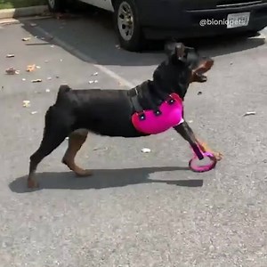 622K views · 8.1K reactions | "What an amazing job Roxy did today trying her new full limb prosthetic for the first time!"  | Go Fetch | Facebook