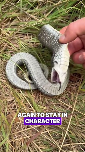 Why Some Snakes 🐍 Play Dead Like Hollywood Actors #shorts