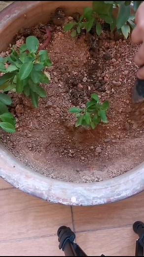 How to evolve ur pokemon? #funny #fyp #pokemon #pokemoncards