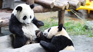 173K views · 14K reactions | How does it feel like to have an irritating brother at home? Giant panda Qian Jin is eager to answer the question, as her elder brother, Xue Bao, is a handful! | iPanda | Facebook