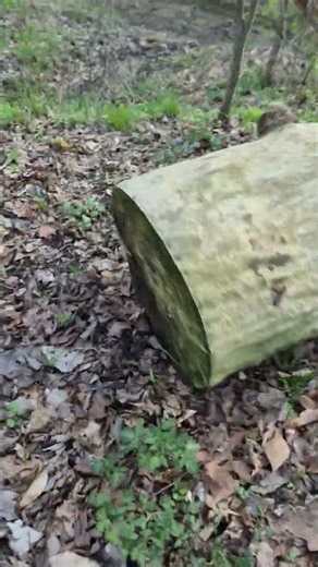 Rolling Big Log Down Slope While Camping