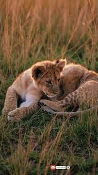 cute lion and cheetah cub calling their mother 👩 👩‍🍼 ❤️ #cutelioncub #cheetahcub #cub #trending