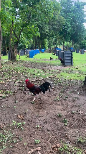 Pure claret stags Joel Pagarigan Arnold Arenas Daniel Trinidad Dsa line | II Arnold Arenas