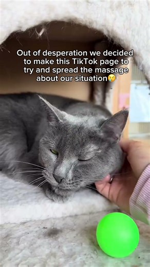 Every donation matters, link in bio🥹❤️ #animals #cat #community #kitten #shelter