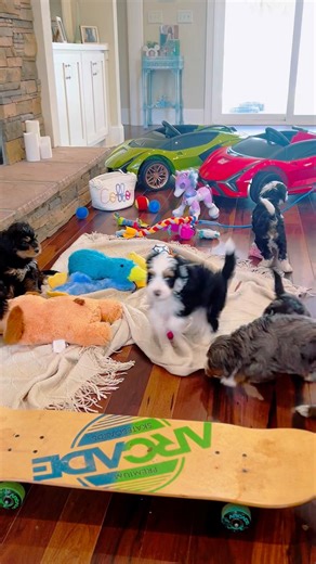 Pups in the fast Lane 🏎️ #puppyshorts #fastlane