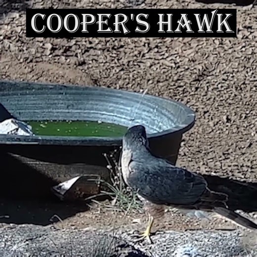 Cooper's hawk with vocal #hawk #cooper's #highdesertwildlife