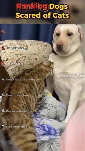 Dogs Who Fear Cats | Ranking Best Moments