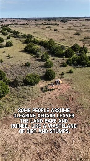 4.2K views · 73 reactions | A lot of people think cedar clearing destroys the land — but it’s the opposite. We mulch them so the grass can grow right back through. #hItscedarclearing #cedarremoval #mulcher #landmanagement #mulching #invasivespecies #cedartrees | HLTS Consulting Inc. | Facebook