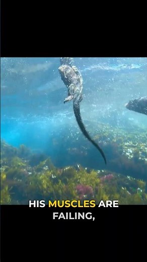 The Lizard That Risks Drowning for Food 🦎🌊