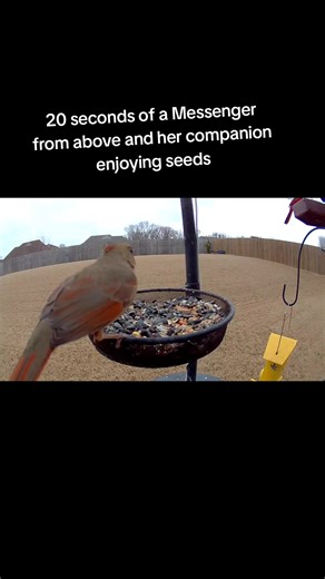 The bird watcher 🐦 🦜 🦚 (@thechirpchirpwatcher)’s videos with Vivaldi - 2 Violins op 8 Allegro 1 - AllMusicGallery