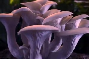 31 reactions | Here at Fantastic Fungi, gratitude starts and ends...