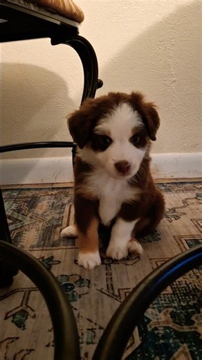 6 weeks 😍 #puppy #love #australianshepherd #cute