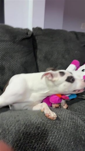 layana (@layana3384)’s videos with original sound - layana