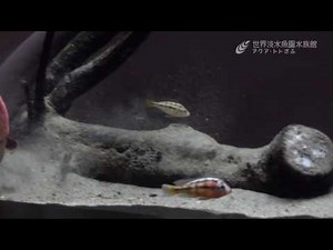デンキウナギが電気を出します