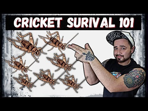How To keep Crickets Alive 2022