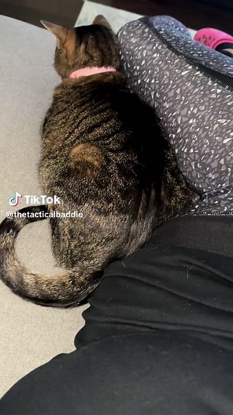 Fur babies have a sixth sense! 🐱👶🏽 Did you know: • Cats can detect hormone changes 😮 • Some get extra cuddly during pregnancy (like my Charley girl here) 🤗 • Others might act out (jealous much?) 😼 • They can even hear baby's heartbeat! 💓 Has your pet acted differently during pregnancy? Spill the tea! 👇🏽 #pregnancytok #catmoms #petscience #pregnancyfacts #animalinstincts #bumpwatch #expectingmom #petlove #blackmomsoftiktok #blackmoms - Pregnancy signs - Cat behavior changes - Pets and pr